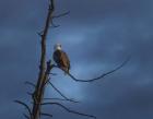 Eagle In (YNP)