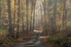 Foggy Forest