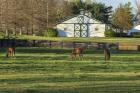 Horse Farm Landscape