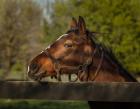 Horse Portrait