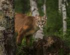 Inquistive Mountain Lion