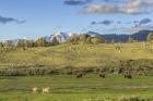 Lamar Valley - Pronghorn And Bison
