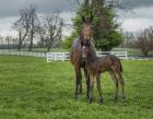 Mare And Foal 2