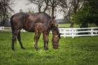 Mare And Foal Together