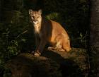 Mountain Lion At Sunrise