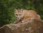 Mountain Lion Lunch