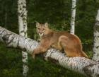 Mountain Lion On Forest Log