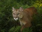 Mountain Lion On The Prowl