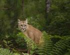 Mountain Lion With Ferns