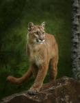 Proud Mountain Lion 2