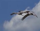 Sandhill Crane 3 Oil Paint