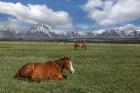 Teton Horses