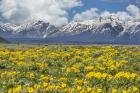 Wild Flowers With Mountains (YNP)