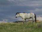 Wild Horse - Stallion (Storm)