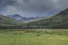 Yellowstone Bison With Rainbow