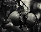 Three Persimmons in the Rain