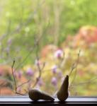 Still Life with Pears and the Magnolia Trees Beyond