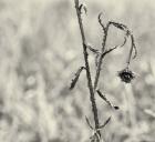 Thistle Study