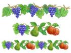 Grapes and Fruit borders