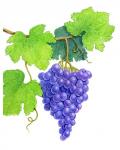 Grapes on Vine