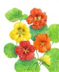 Nasturtiums