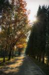 Tuscan morning