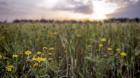 Flowers in the sunset