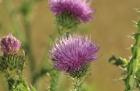 Purple Blooms