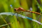 Orange Dragonfly