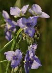 Purple Wildflower