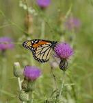 Orange Butterfly On Purple Bloom