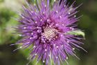 Purple Bloom Closeup