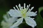 Green Leafy Bloom Closeup