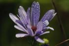 Purple Flower With Magenta Center