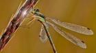 Green Dragonfly On In Nature