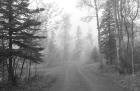 Path Through Woods Black And White