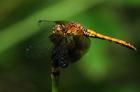 Orange Dragonfly On Stem