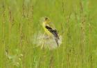 Yellow And Black Bird In Field