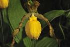 Yellow Flower And Wide Leaves