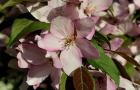 Pink Flower Bush