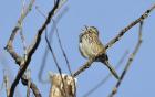 Singing Bird On Branch