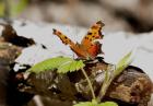 Orange And Black Butterfly On Wood