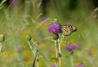 Orange Butterfly On Purple Flower Bloom I