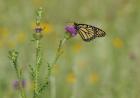 Orange Butterfly On Purple Flower Bloom II