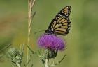 Orange Butterfly On Purple Flower Closeup