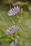 Lavender Floral Blooms