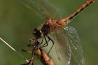 Red And Orange Dragonfly