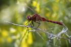 Red Dragonfly On White Stem