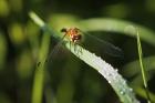 Orange Dragonfly On Green Stem