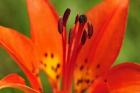 Red Lily Closeup